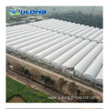 Multi span Tomato film material agricultural greenhouse